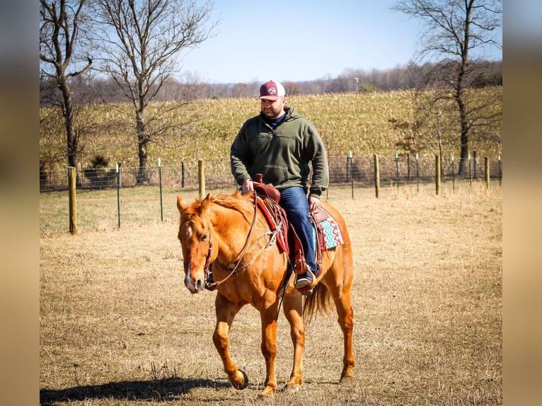 American Quarter Horse Castrone 15 Anni 152 cm Sauro ciliegia in Sonora KY