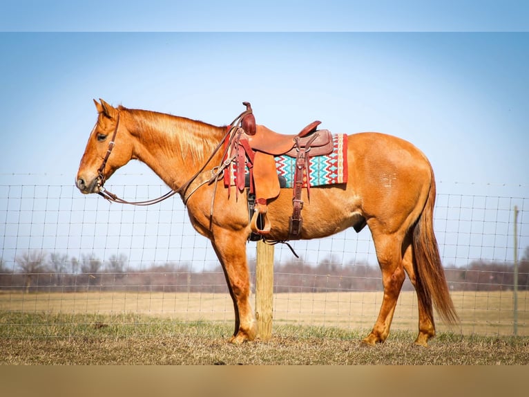 American Quarter Horse Castrone 15 Anni 152 cm Sauro ciliegia in Sonora KY