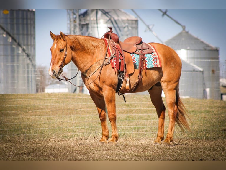 American Quarter Horse Castrone 15 Anni 152 cm Sauro ciliegia in Sonora KY