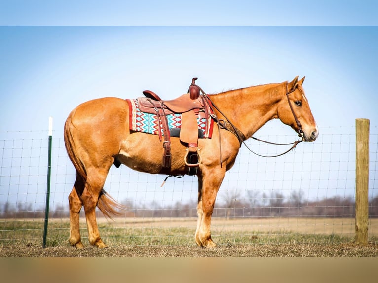 American Quarter Horse Castrone 15 Anni 152 cm Sauro ciliegia in Sonora KY