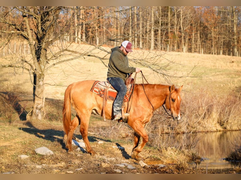 American Quarter Horse Castrone 15 Anni 152 cm Sauro ciliegia in Sonora KY