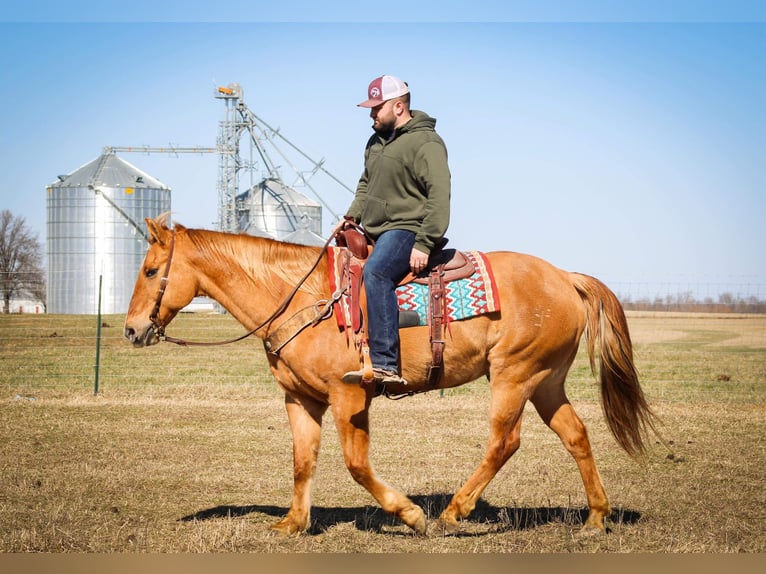 American Quarter Horse Castrone 15 Anni 152 cm Sauro ciliegia in Sonora KY