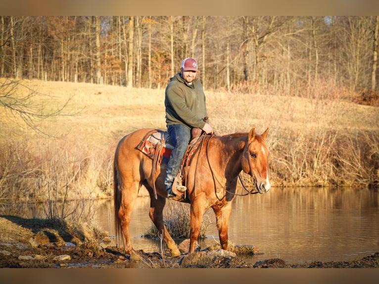 American Quarter Horse Castrone 15 Anni 152 cm Sauro ciliegia in Sonora KY