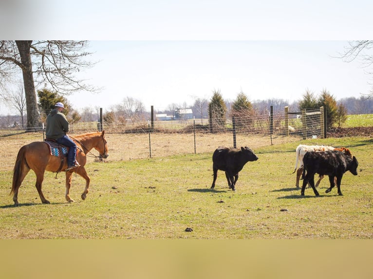 American Quarter Horse Castrone 15 Anni 152 cm Sauro ciliegia in Sonora KY