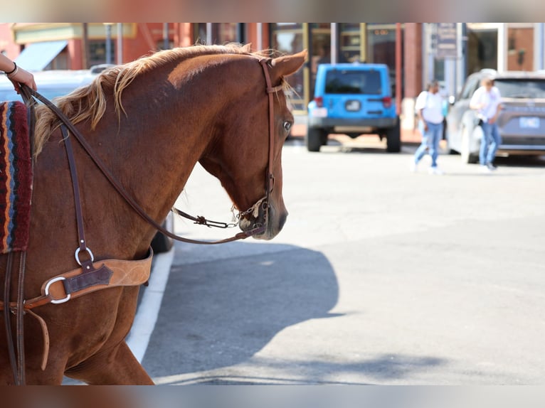 American Quarter Horse Castrone 15 Anni 152 cm Sauro ciliegia in Stillwater