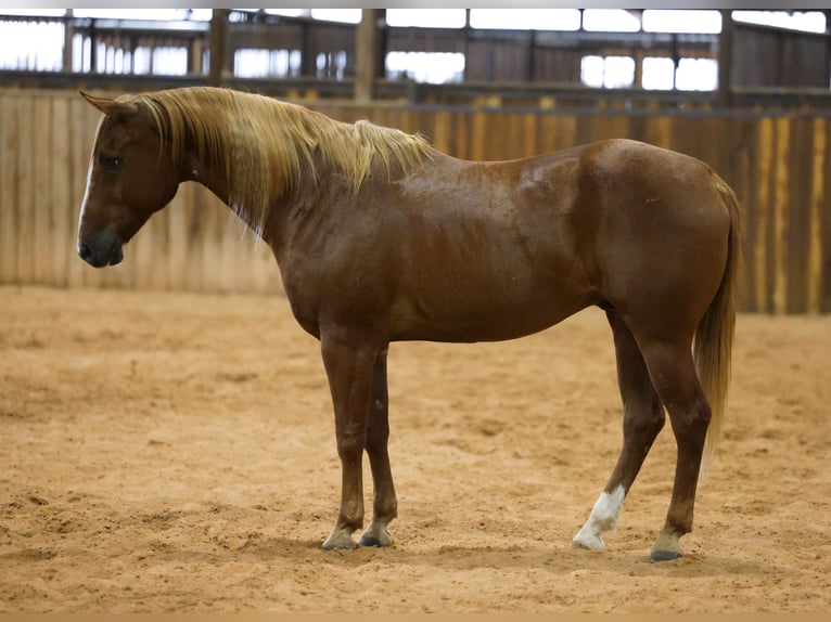 American Quarter Horse Castrone 15 Anni 152 cm Sauro ciliegia in Stillwater