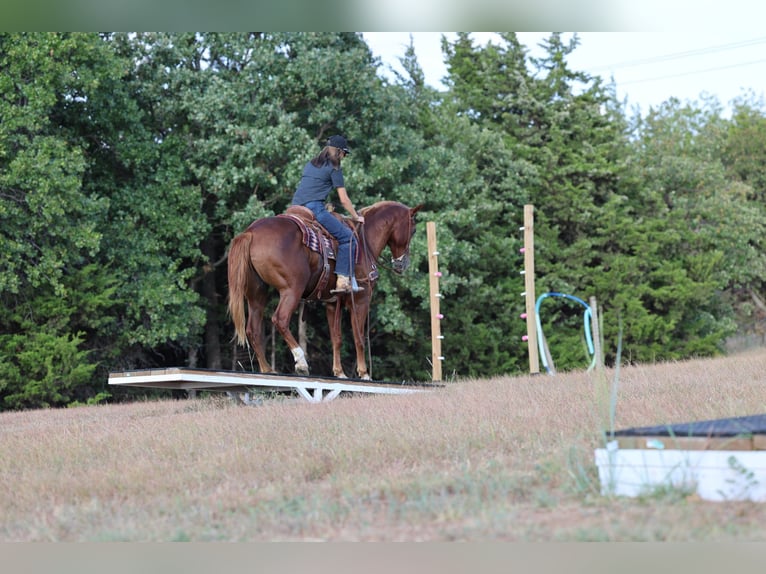 American Quarter Horse Castrone 15 Anni 152 cm Sauro ciliegia in Stillwater