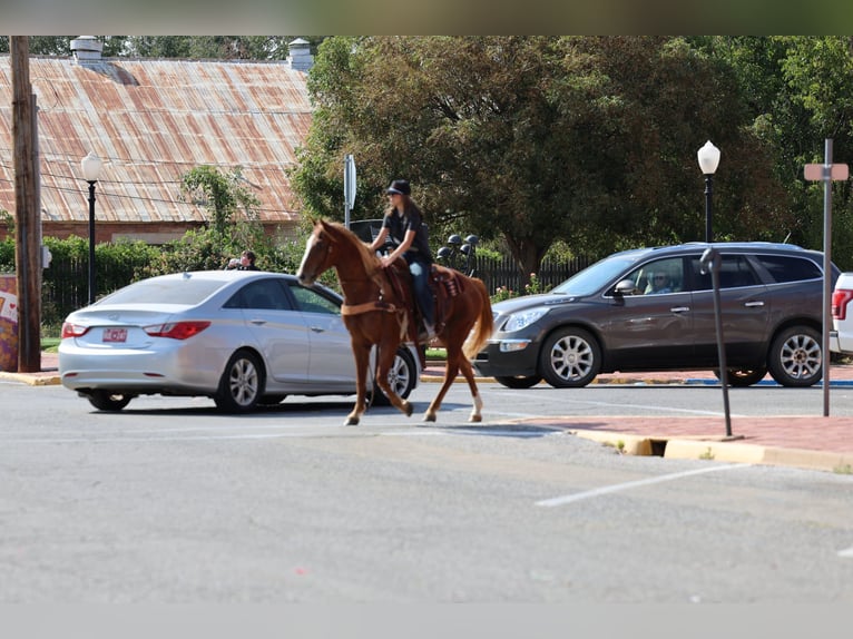 American Quarter Horse Castrone 15 Anni 152 cm Sauro ciliegia in Stillwater