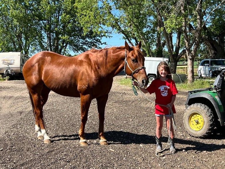 American Quarter Horse Mix Castrone 15 Anni 152 cm Sauro ciliegia in Valley Springs, SD
