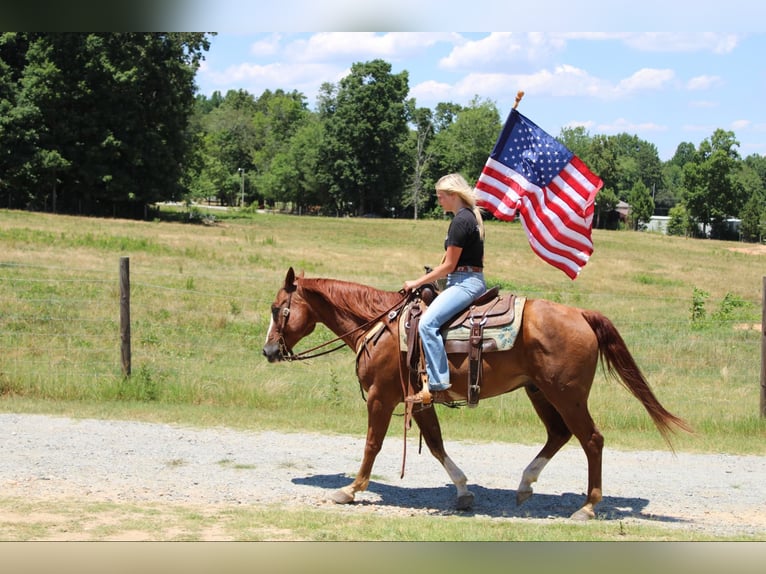 American Quarter Horse Castrone 15 Anni 152 cm Sauro scuro in Cherryville NC