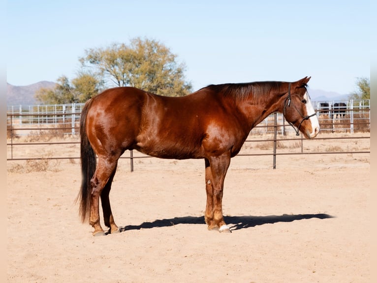 American Quarter Horse Castrone 15 Anni 152 cm Sauro scuro in Aguila