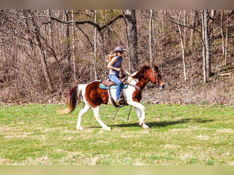 American Quarter Horse Castrone 15 Anni 152 cm Tobiano-tutti i colori in Hillsboro KY