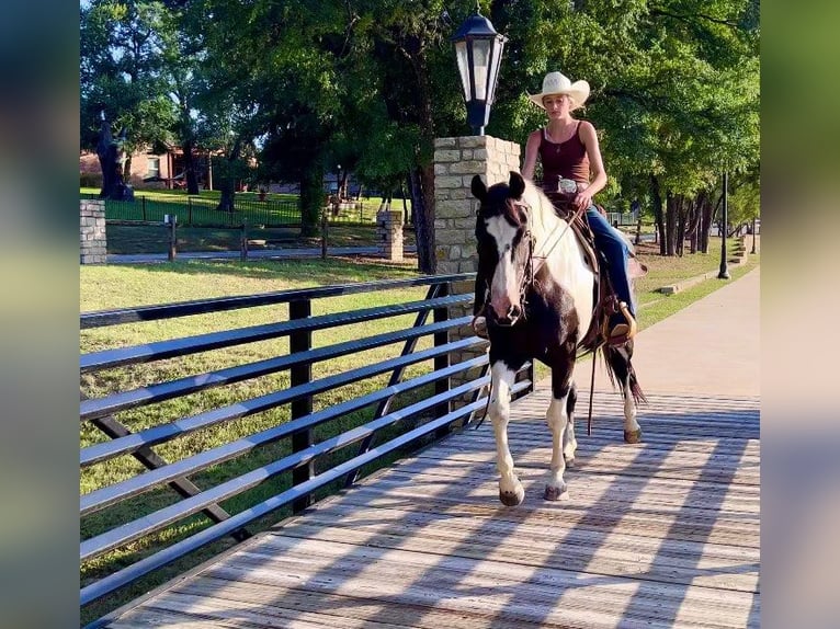 American Quarter Horse Castrone 15 Anni 152 cm Tobiano-tutti i colori in Lipan TX