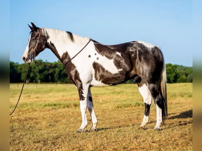 American Quarter Horse Castrone 15 Anni 152 cm Tobiano-tutti i colori in Lipan TX