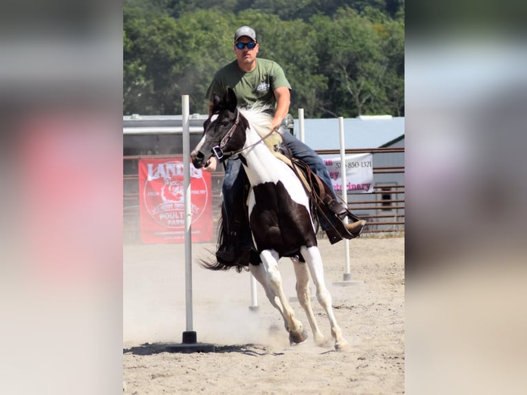 American Quarter Horse Castrone 15 Anni 152 cm Tobiano-tutti i colori in Millersburg PA