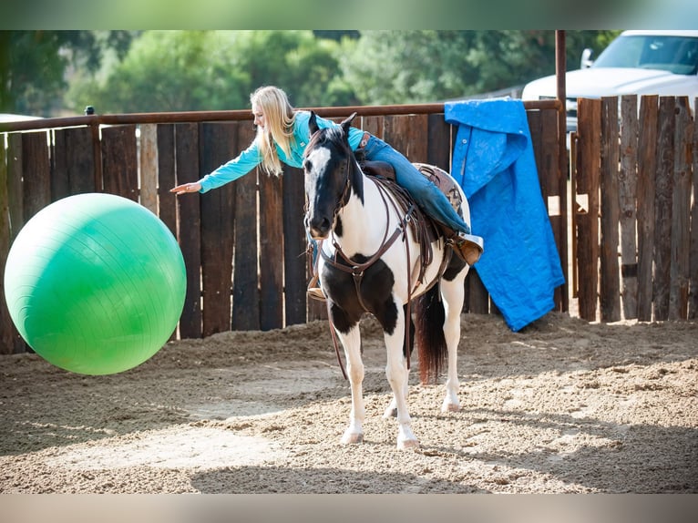 American Quarter Horse Castrone 15 Anni 152 cm Tobiano-tutti i colori in Murietta  CA