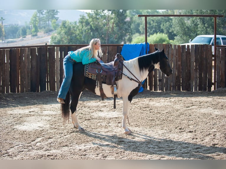 American Quarter Horse Castrone 15 Anni 152 cm Tobiano-tutti i colori in Murietta  CA