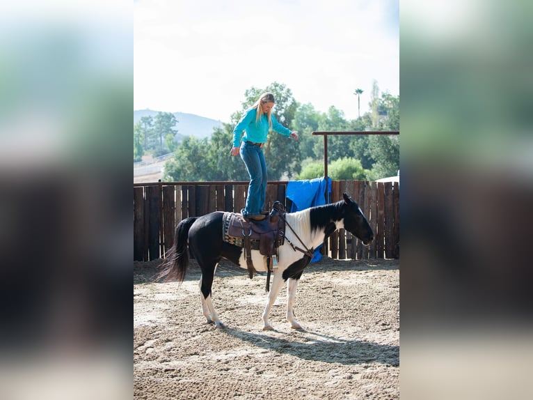 American Quarter Horse Castrone 15 Anni 152 cm Tobiano-tutti i colori in Murietta  CA