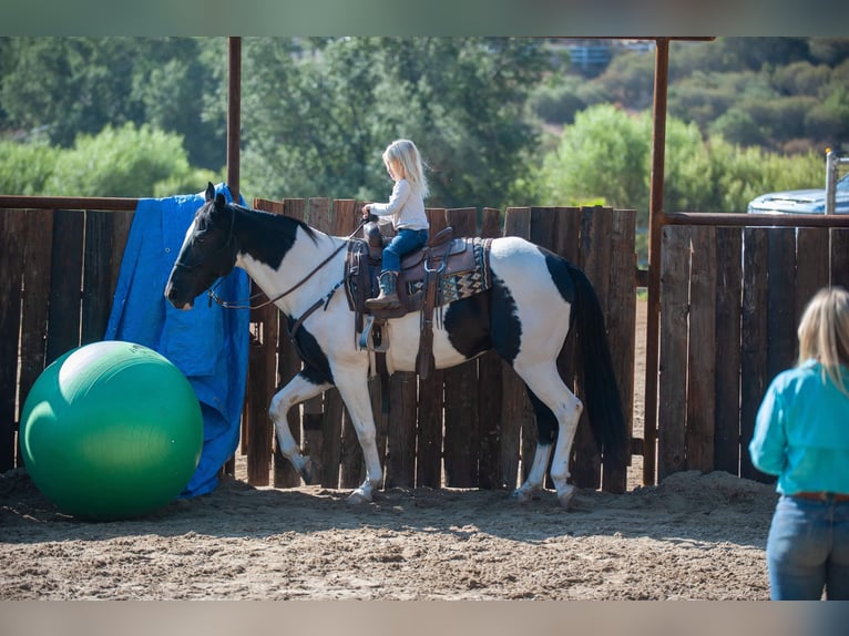 American Quarter Horse Castrone 15 Anni 152 cm Tobiano-tutti i colori in Murietta  CA