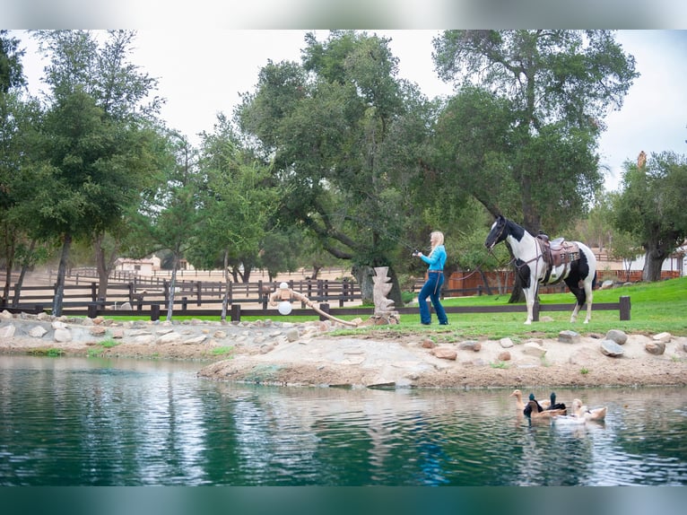 American Quarter Horse Castrone 15 Anni 152 cm Tobiano-tutti i colori in Murietta  CA