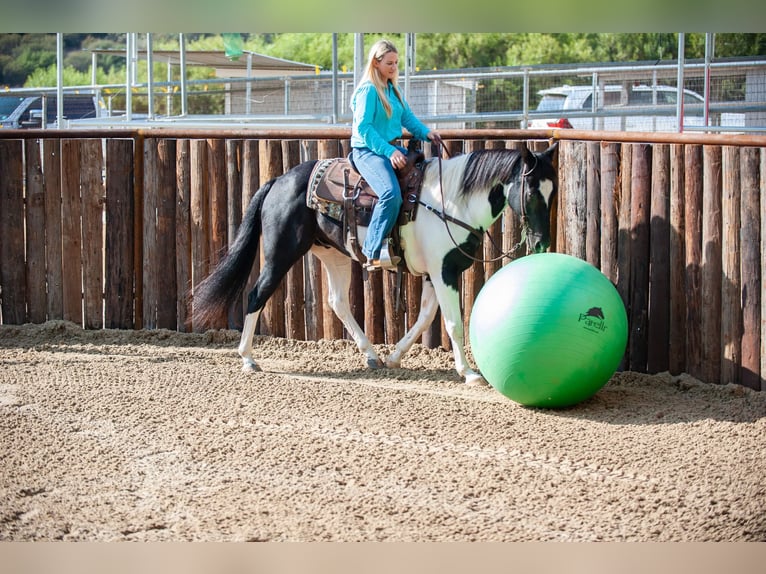 American Quarter Horse Castrone 15 Anni 152 cm Tobiano-tutti i colori in Murietta  CA