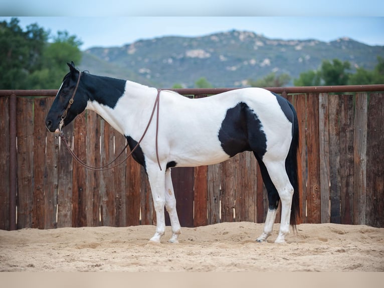 American Quarter Horse Castrone 15 Anni 152 cm Tobiano-tutti i colori in Murietta  CA