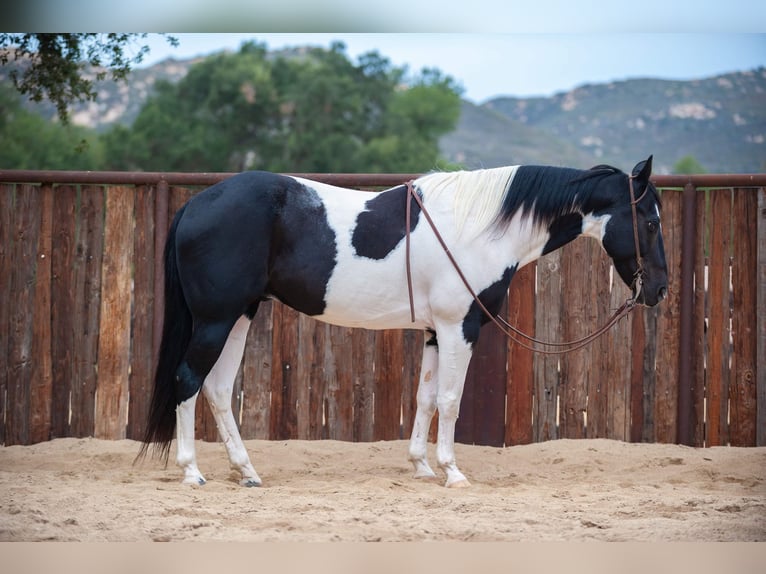 American Quarter Horse Castrone 15 Anni 152 cm Tobiano-tutti i colori in Murietta  CA