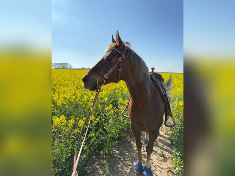 American Quarter Horse Castrone 15 Anni 154 cm Sauro scuro in Schönberg