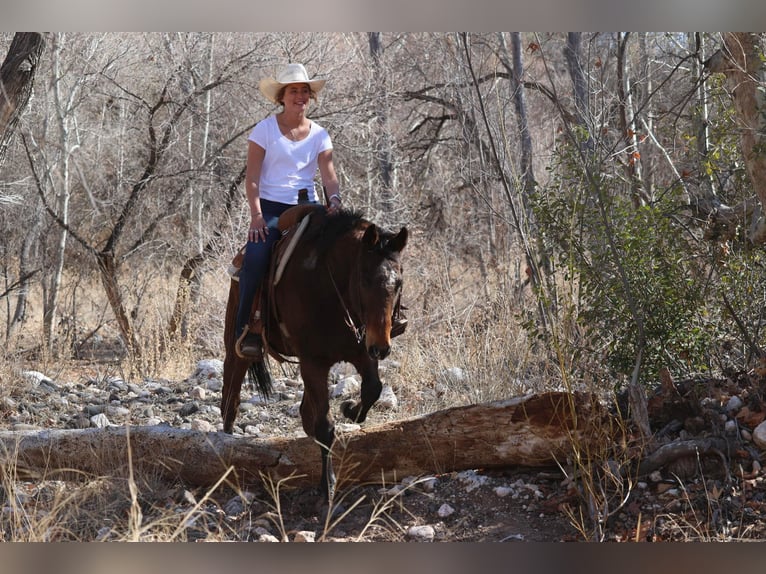 American Quarter Horse Castrone 15 Anni 155 cm Baio ciliegia in Camp Verde AZ