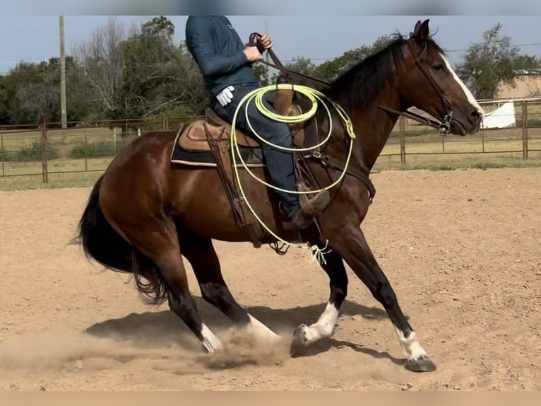 American Quarter Horse Castrone 15 Anni 155 cm Baio ciliegia in weatherford TX