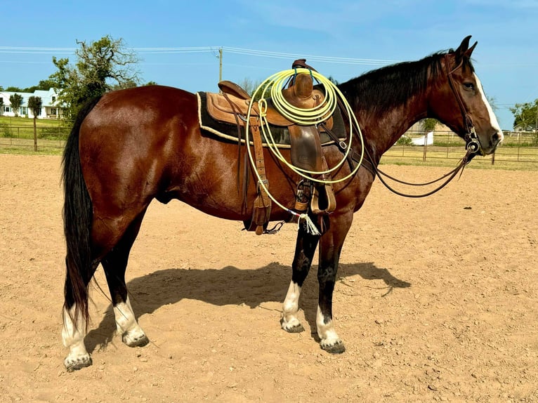 American Quarter Horse Castrone 15 Anni 155 cm Baio ciliegia in weatherford TX