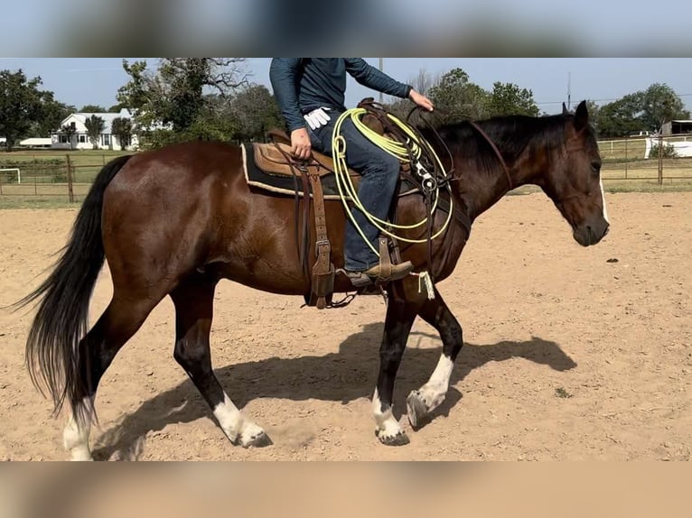 American Quarter Horse Castrone 15 Anni 155 cm Baio ciliegia in weatherford TX