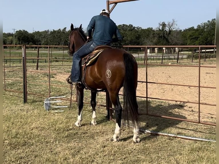 American Quarter Horse Castrone 15 Anni 155 cm Baio ciliegia in weatherford TX