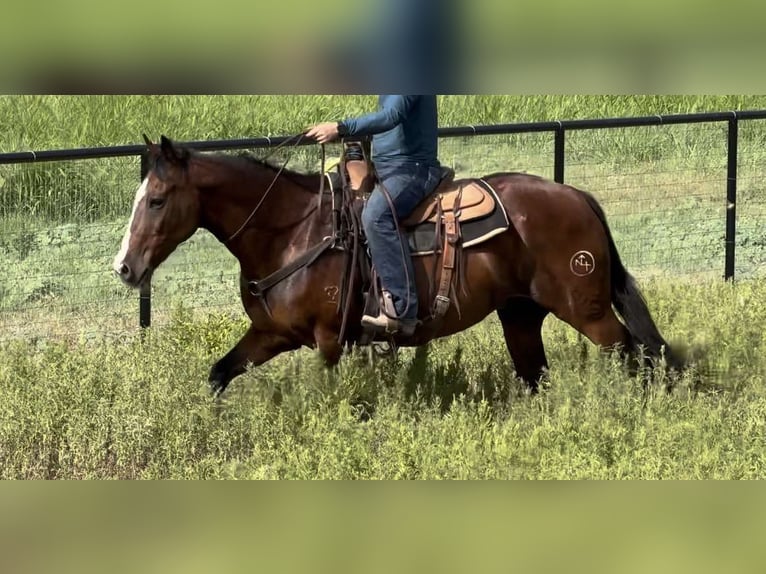 American Quarter Horse Castrone 15 Anni 155 cm Baio ciliegia in weatherford TX