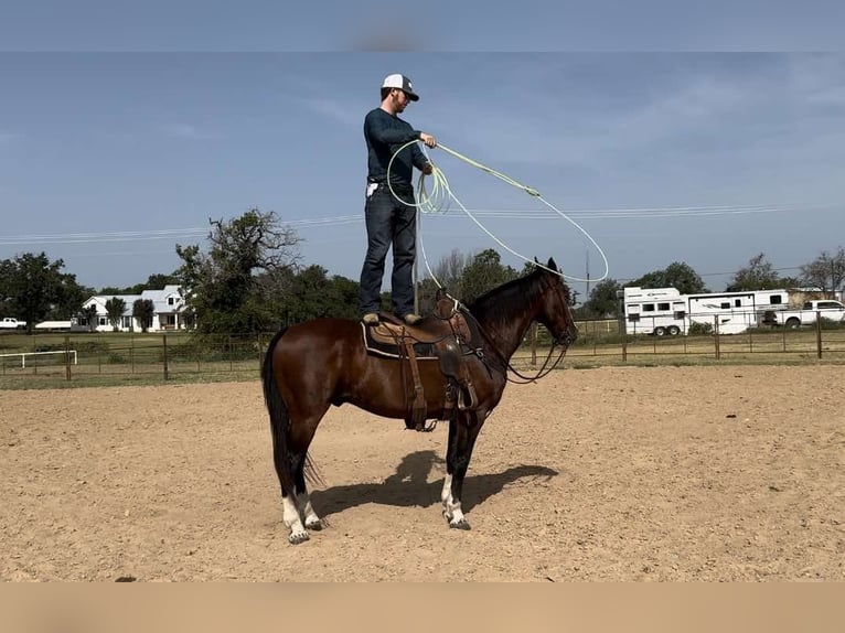 American Quarter Horse Castrone 15 Anni 155 cm Baio ciliegia in weatherford TX