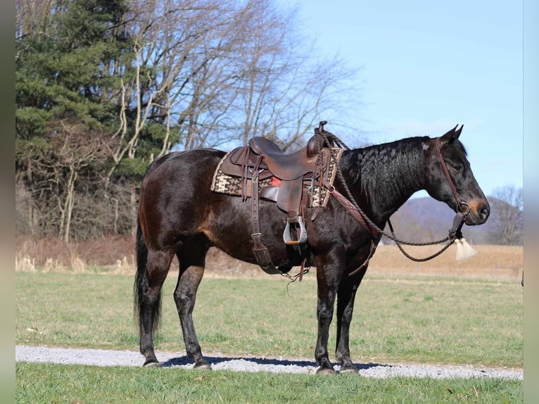 American Quarter Horse Castrone 15 Anni 155 cm Baio ciliegia in Rebersburg