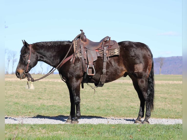 American Quarter Horse Castrone 15 Anni 155 cm Baio ciliegia in Rebersburg