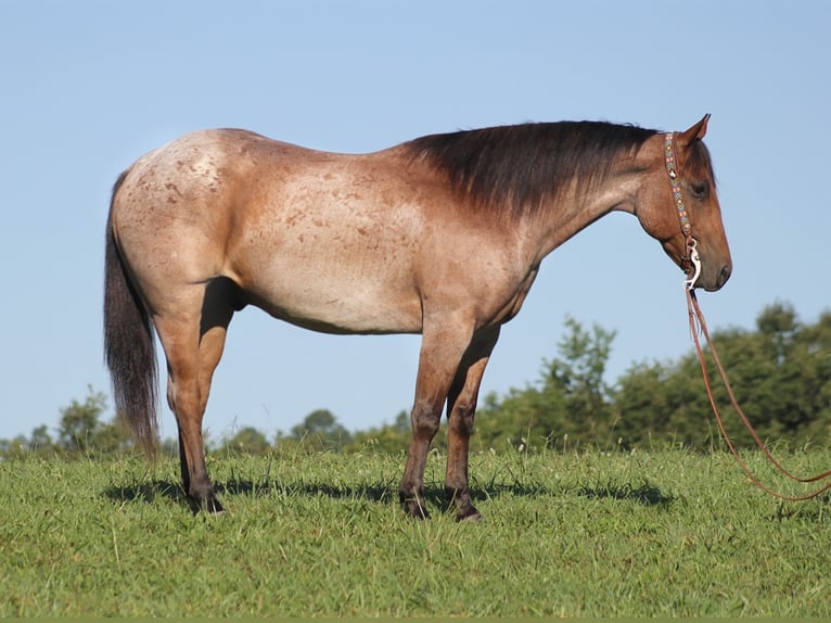 American Quarter Horse Castrone 15 Anni 155 cm Baio roano in Brodhead Ky