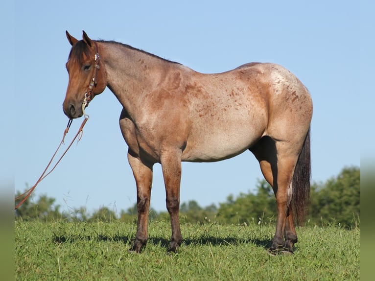 American Quarter Horse Castrone 15 Anni 155 cm Baio roano in Brodhead Ky