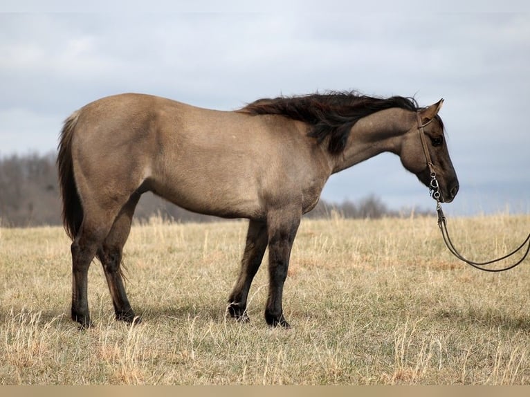 American Quarter Horse Castrone 15 Anni 155 cm Grullo in Whitley City KY