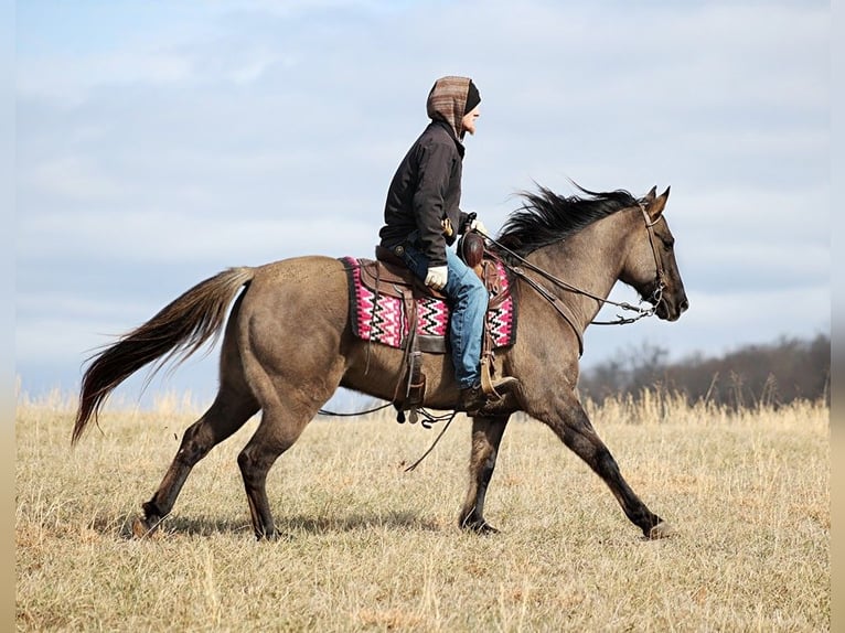 American Quarter Horse Castrone 15 Anni 155 cm Grullo in Whitley City KY