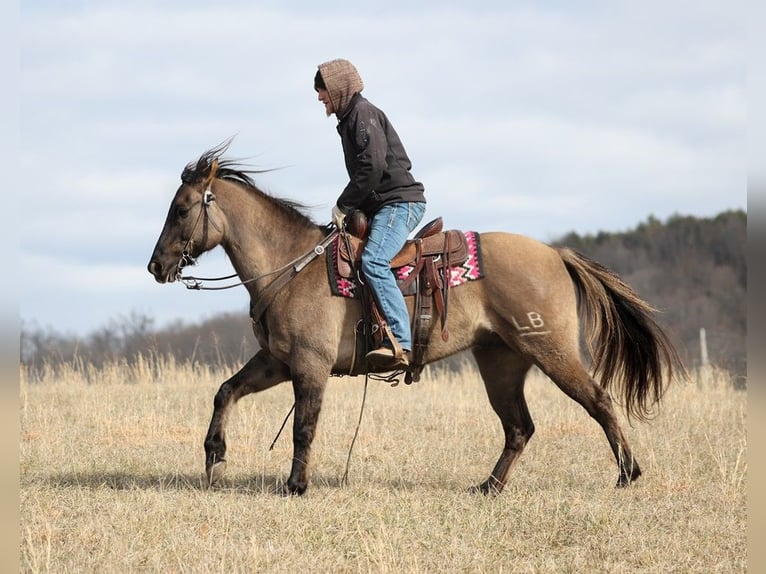 American Quarter Horse Castrone 15 Anni 155 cm Grullo in Whitley City KY