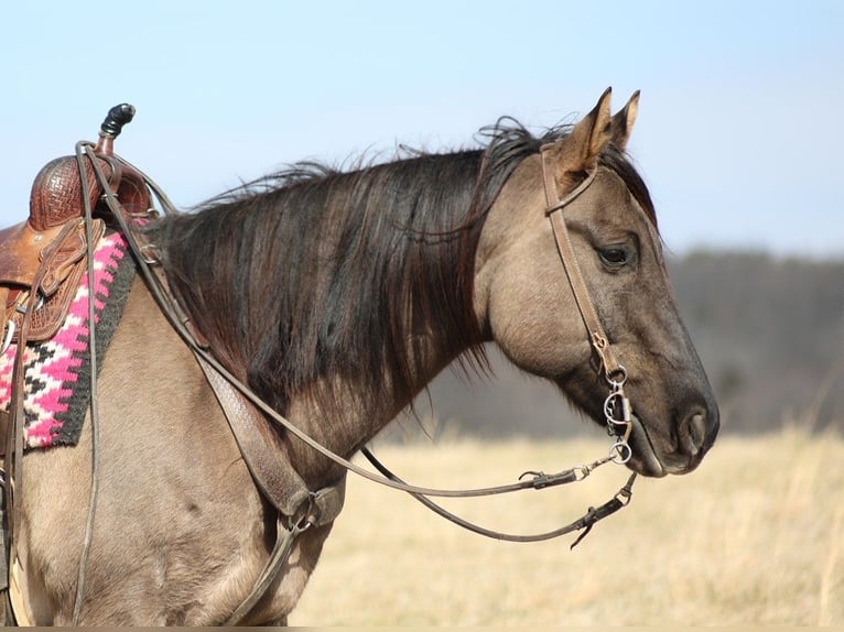 American Quarter Horse Castrone 15 Anni 155 cm Grullo in Whitley City KY