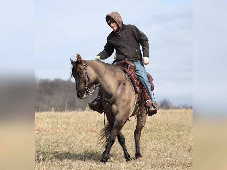 American Quarter Horse Castrone 15 Anni 155 cm Grullo in Whitley City KY