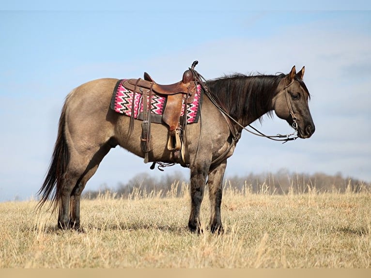 American Quarter Horse Castrone 15 Anni 155 cm Grullo in Whitley City KY