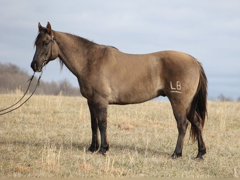 American Quarter Horse Castrone 15 Anni 155 cm Grullo in Whitley City KY