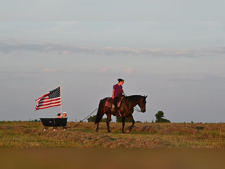 American Quarter Horse Castrone 15 Anni 155 cm Morello in Fairbanks ia