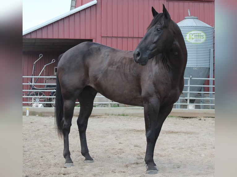 American Quarter Horse Castrone 15 Anni 155 cm Morello in Fairbanks ia