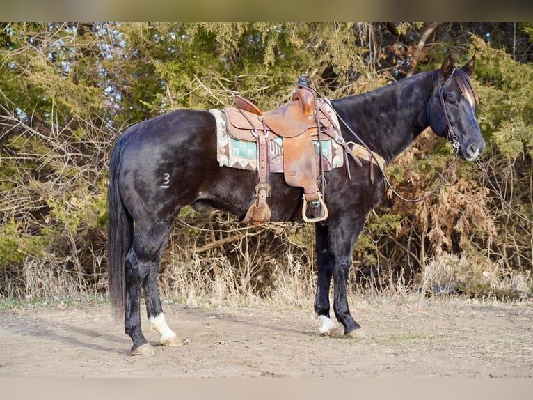 American Quarter Horse Castrone 15 Anni 155 cm Morello in Valley Springs