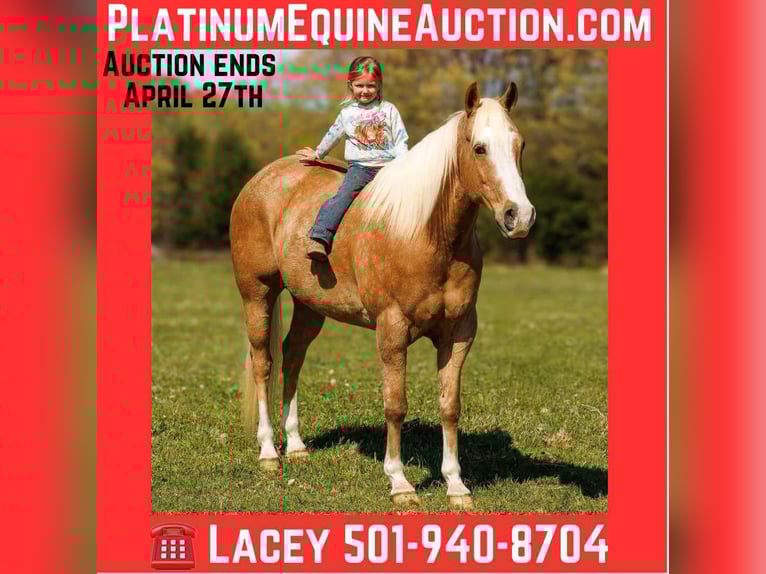 American Quarter Horse Castrone 15 Anni 155 cm Palomino in Quitman AR